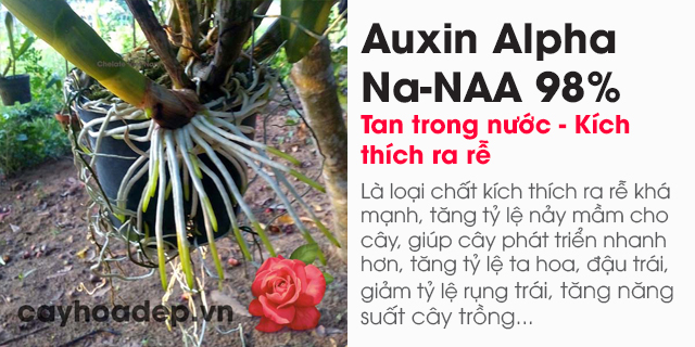 Auxin Alpha Na-NAA 98% tan trong nước (Chất kích thích ra rễ)